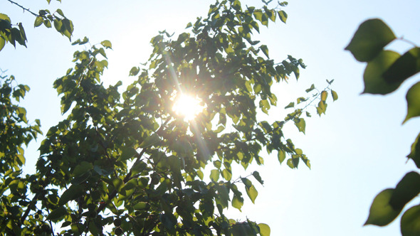 Sun in Trees