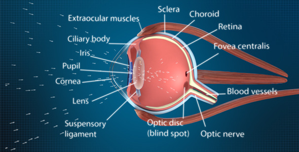 Eye Cross Section Eye Cross Section