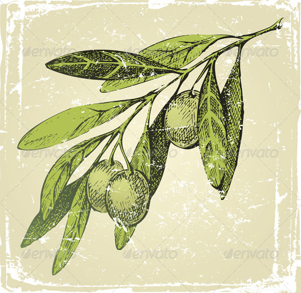 Hand Drawn Olive Branch Hand Drawn Olive Branch