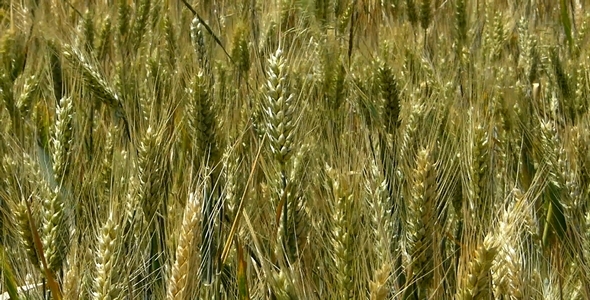 Blowing Wheat 1 Blowing Wheat 1