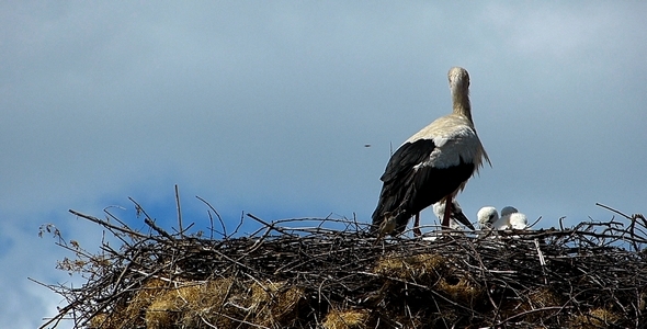 Stork with Babies 1 Stork with Babies 1