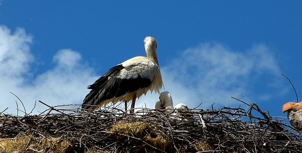 Stork with Babies 2 Stork with Babies 2