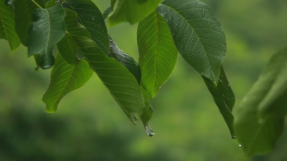 Drops on Leaves 10 Drops on Leaves 10