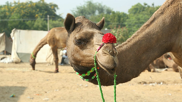 Pushkar Camel Fair Pushkar Camel Fair