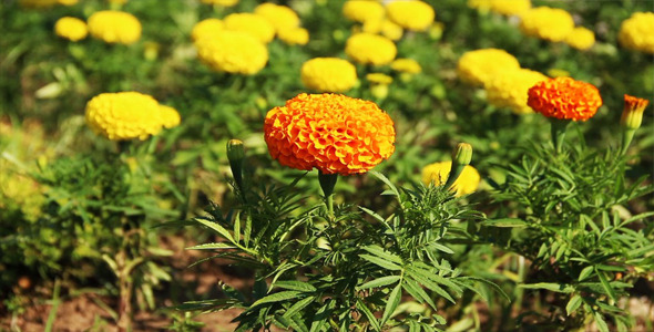 Flowers Flowers
