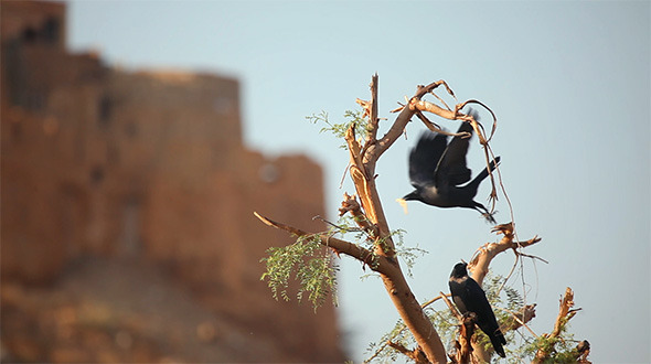 Crows Crows