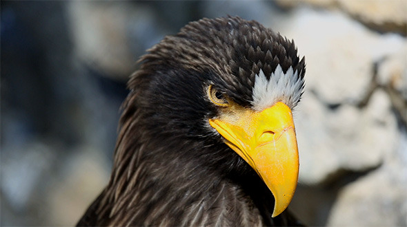Sea Eagle Sea Eagle
