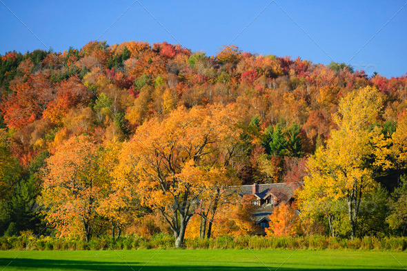 Hillside of colorful maple trees in Vermont in the autumn