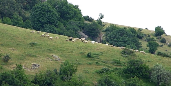 Flock of Sheep Flock of Sheep