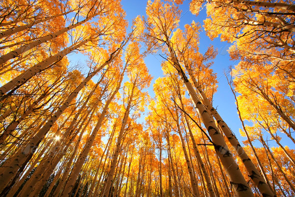 Aspen trees with fall color, San Juan National Forest, Colorado