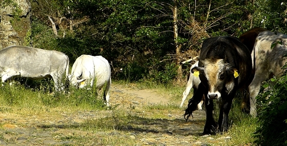 Herd of Cows Herd of Cows