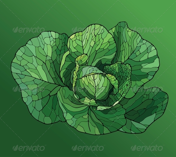 Heads of Cabbage Close Up Heads of Cabbage Close Up