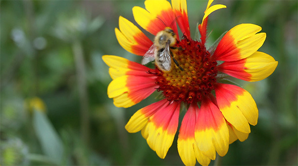 Bee at Work Bee at Work