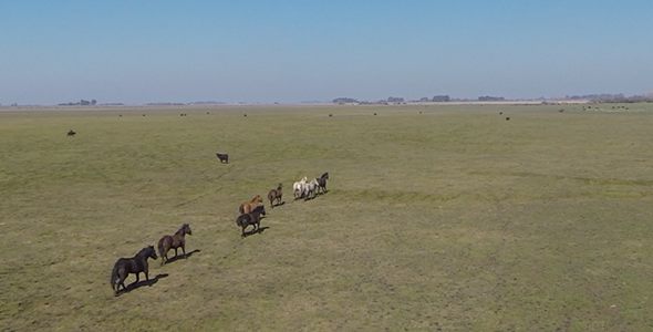 Running Horses on Field Running Horses on Field