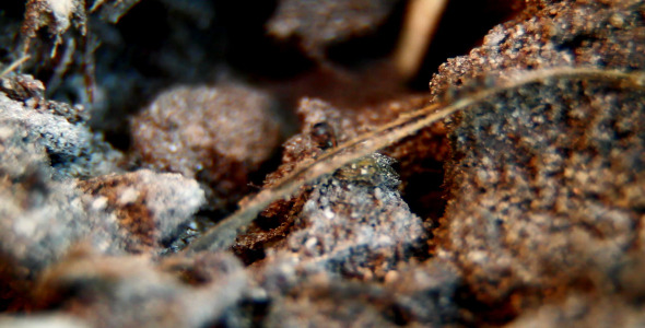 The Ants 1 The Ants 1