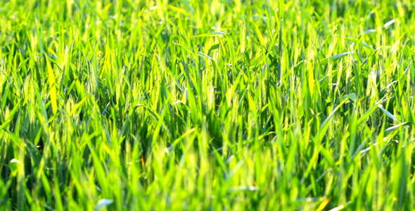 Green Grass 2 Green Grass 2
