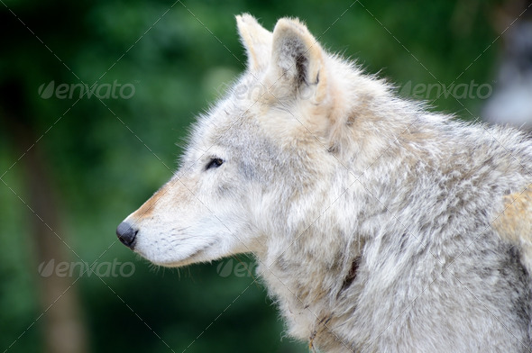 Wolf profile