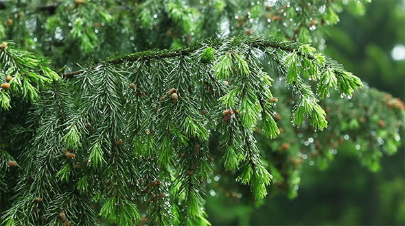 Fir Needles Fir Needles