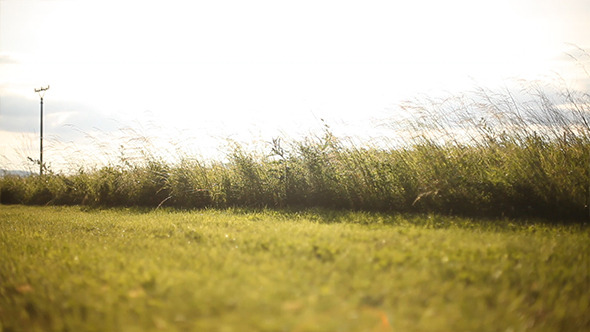 Green Meadow Green Meadow
