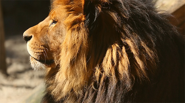 King of Beasts King of Beasts
