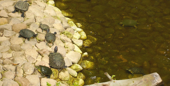 Turtles Turtles