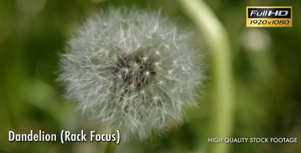 Dandelion Dandelion