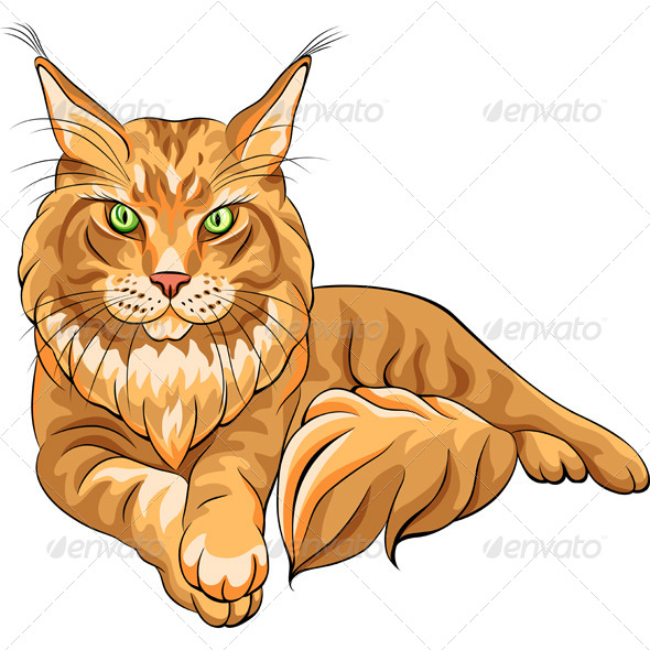 Fluffy Maine Coon Cat | GraphicRiver