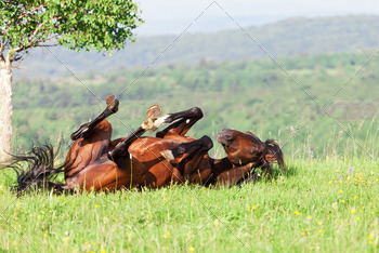 bay horse lies on a green grass