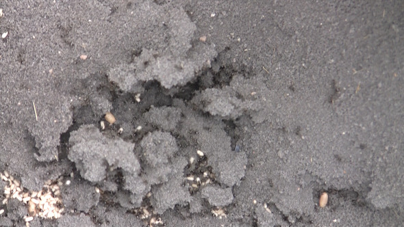 Hardworking Ants Cleaning Opened Anthill Hardworking Ants Cleaning Opened Anthill