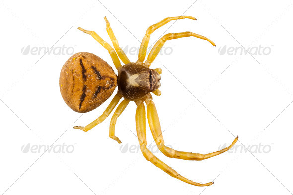 goldenrod crab spider species Misumena vatia - Stock Photo - Images