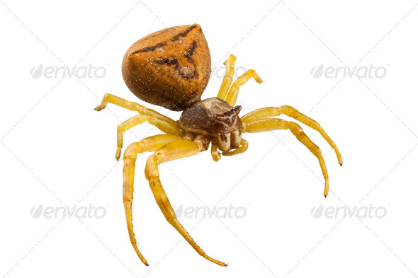 goldenrod crab spider species Misumena vatia - Stock Photo - Images