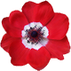 AnemoneApps
