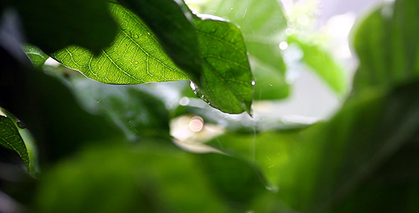 Rain On Leaves Focus Changing 2 Rain On Leaves Focus Changing 2