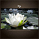 Lounge Flash Template Lounge Flash Template - ActiveDen Item for Sale