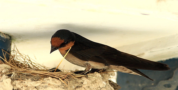 Barn Swallow Nesting Barn Swallow Nesting