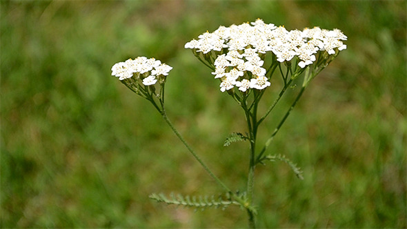 Yarrow Flower Yarrow Flower