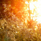 Wheat Field At Sunset Wheat Field At Sunset - VideoHive Item for Sale