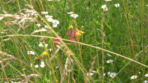 Wild Tall Colorful Meadow in the Wind 3 Wild Tall Colorful Meadow in the Wind 3