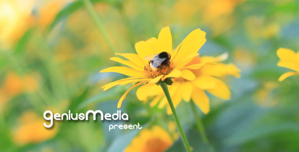 Photo Gallery on a Flower Holiday Photo Gallery on a Flower Holiday