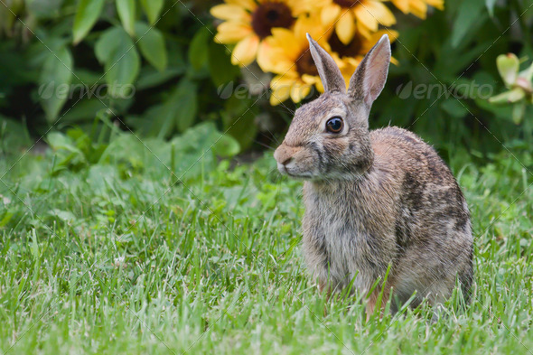 Jack Rabbit and Flowers in HDR