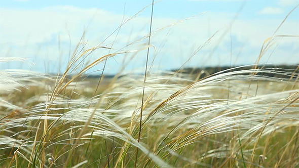 Feather Grass Feather Grass