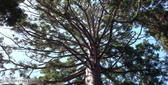 Tree Tree