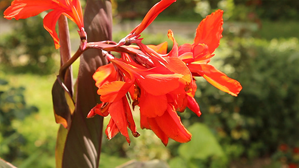 Red Petals of Mediterranean Flower Red Petals of Mediterranean Flower