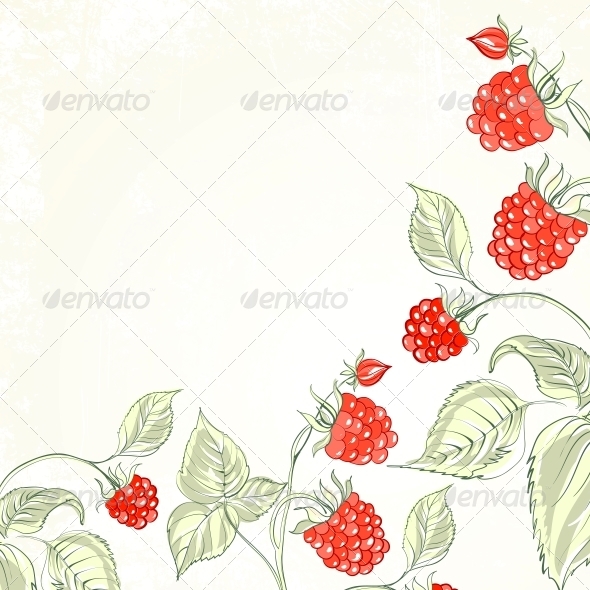 Raspberry Watercolor Raspberry Watercolor