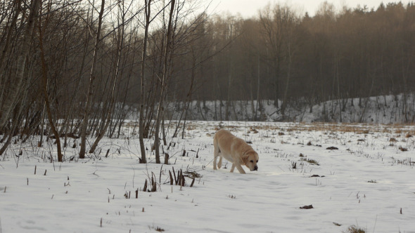 Labrador Retriever Research Labrador Retriever Research