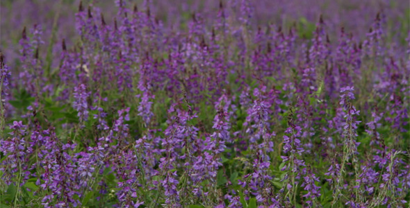 Blue Flowers Blue Flowers