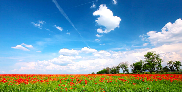 Red Poppies 6 Red Poppies 6