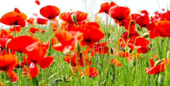 Red Poppies 7 Red Poppies 7