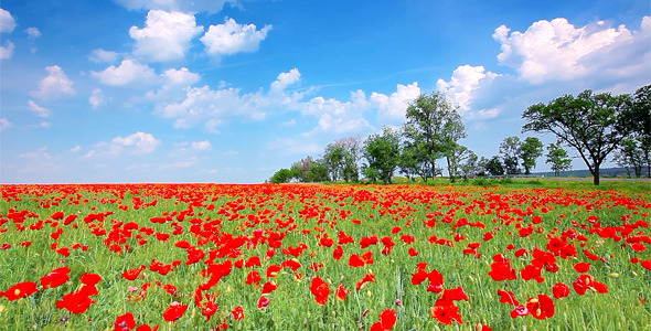 Red Poppies 11 Red Poppies 11