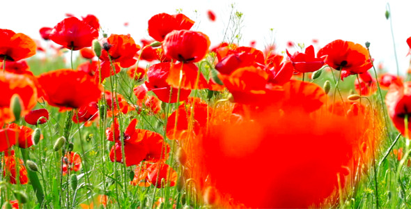 Red Poppies 15 Red Poppies 15
